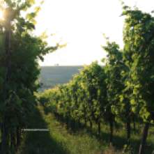 The wine season in the Baden region extends from the beginning of March until the end of October.