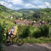 Cross-country mountain biker rides past the vineyards of the village of Sasbachwalden